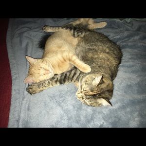 Meet your Posher, Hesper